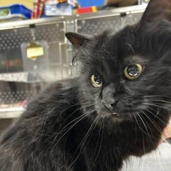 Indigo -  Domestic Long Hair and Domestic Short Hair Cat for Adoption in Merriam, Kansas - Indigo | PetCurious