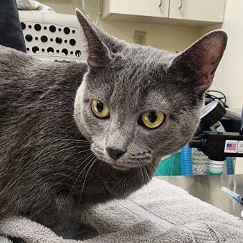 Russian Blue Cats Available for Adoption in Shinnston, West Virginia - Marigold | PetCurious