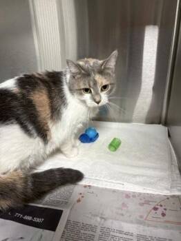 Callitoonia -  Domestic Short Hair Cat for Adoption in Fairfax, Virginia - Callitoonia | PetCurious