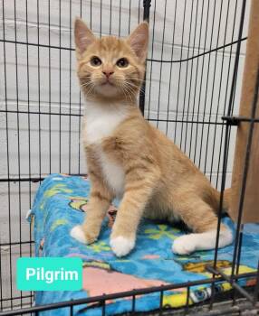 Rescue Domestic Short Hair Cats for Adoption in Richmond, Indiana - Pilgrim | PetCurious