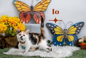 Domestic Short Hair Cats Available for Adoption in Sevierville, Tennessee - Io | PetCurious
