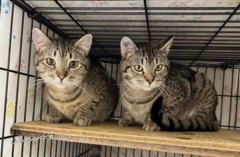 Domestic Short Hair Cats Available for Adoption - Tater & Tot (Bonded Siblings) | PetCurious