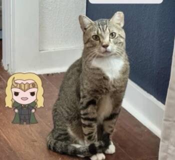 Jerry -  Domestic Short Hair Cat for Adoption in Austin, Texas - Jerry | PetCurious
