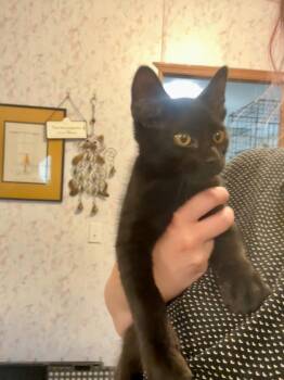 Gunner -  Domestic Short Hair Cat for Adoption in Thompson Falls, Montana - Gunner | PetCurious