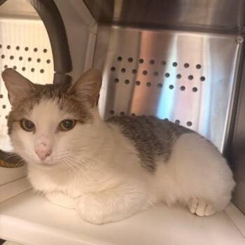 Domestic Short Hair Cats Available for Adoption - Pixel | PetCurious