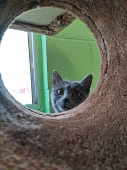 Mama -  Domestic Short Hair Cat Available for Adoption in Scottsbluff, Nebraska - Mama | PetCurious