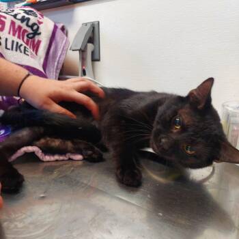 Corvus -  Domestic Short Hair Cat for Adoption in Ashtabula, Ohio - Corvus | PetCurious