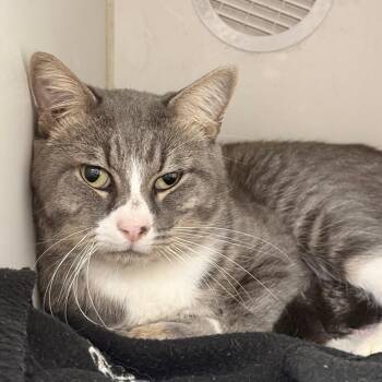 Rogue -  Domestic Short Hair Cat for Adoption in Pine Bluff, Arkansas - Rogue | PetCurious