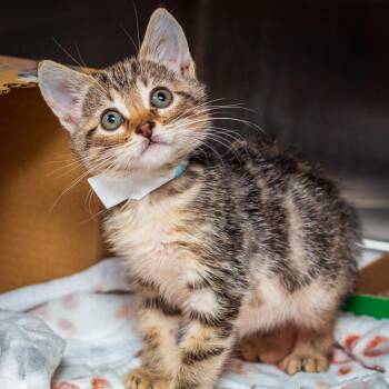 Backpack -  Domestic Short Hair Cat for Adoption in Hattiesburg, Mississippi - Backpack | PetCurious