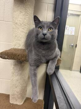 Smoke -  Domestic Short Hair Cat for Adoption in Valparaiso, Indiana - Smoke | PetCurious