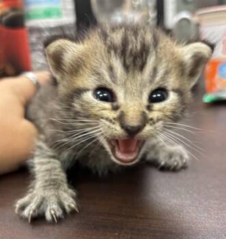 ORVILLE WRIGHT -  Domestic Short Hair Cat for Adoption in Corpus Christi, Texas - ORVILLE WRIGHT | PetCurious