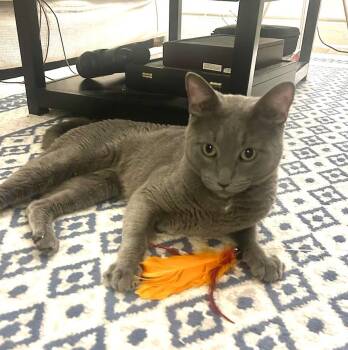 Moonshine -  Domestic Short Hair Cat for Adoption in New York, New York - Moonshine | PetCurious