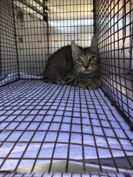 Axel -  Domestic Short Hair Cat for Adoption in New Braunfels, Texas - Axel | PetCurious