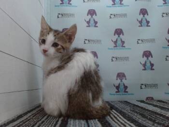Rescue Domestic Short Hair Cats for Adoption in Orlando, Florida - A583368 | PetCurious
