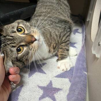 Domestic Short Hair Cats Available for Adoption in Providence, Rhode Island - Tabby | PetCurious