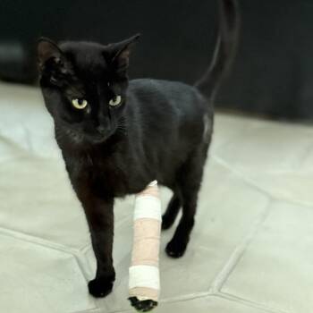 Dimension Wizard -  Domestic Short Hair Cat for Adoption in Austin, Texas - Dimension Wizard | PetCurious
