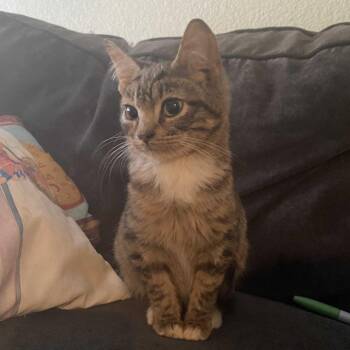 Domestic Short Hair Cats Available for Adoption in Waco, Texas - November | PetCurious