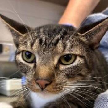 Martini -  Domestic Short Hair Cat for Adoption in Brenham, Texas - Martini | PetCurious