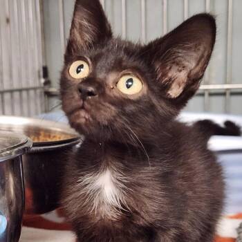 Jolene K46396 -  Domestic Short Hair Cat for Adoption in Corsicana, Texas - Jolene K46396 | PetCurious