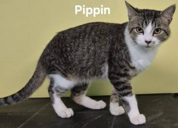 Pippin -  Domestic Short Hair Cat for Adoption in Kendallville, Indiana - Pippin | PetCurious