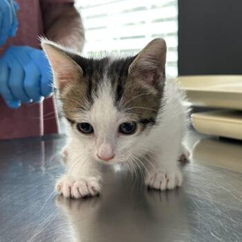 Calico aka Thor -  Domestic Short Hair Cat for Adoption in Livingston, Texas - Calico Aka Thor | PetCurious