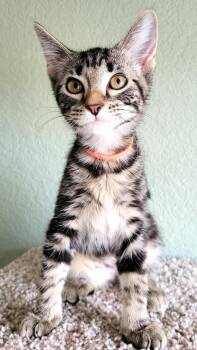 Mischief -  Tabby Cat for Adoption in Bentonville, Arkansas - Mischief | PetCurious