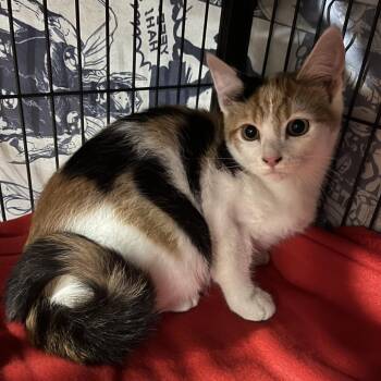 Katie -  Domestic Short Hair Cat for Adoption in Waldorf, Maryland - Katie | PetCurious