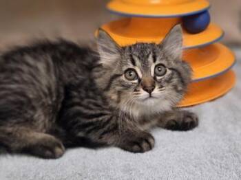 Chickadee -  Domestic Medium Hair and Domestic Short Hair Cat for Adoption in Westland, Michigan - Chickadee | PetCurious