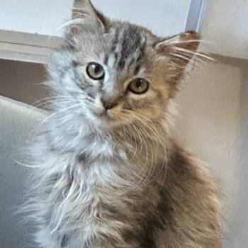 Rescue Domestic Short Hair Cats for Adoption in Richmond, California - FLOURESCENT | PetCurious