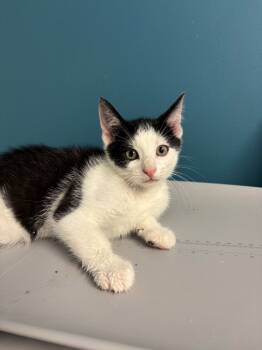 Rescue Domestic Short Hair Cats for Adoption in Algona, Iowa - Scooter | PetCurious