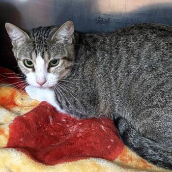 Domestic Short Hair Cats Available for Adoption - Dear April | PetCurious