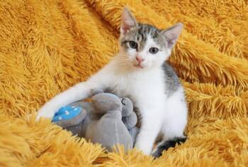 Turkish Van Cats Available for Adoption in St. Augustine, Florida - Colby | PetCurious