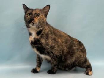 Miri -  Domestic Short Hair Cat for Adoption in Minneapolis, Minnesota - Miri | PetCurious