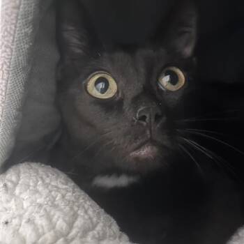 Sasha -  Domestic Short Hair Cat for Adoption in Bentonville, Arkansas - Sasha | PetCurious