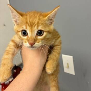 Johnny -  Domestic Short Hair Cat for Adoption in Birmingham, Alabama - Johnny | PetCurious