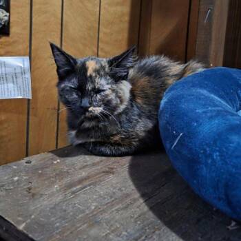 Rescue Domestic Short Hair Cats for Adoption in Fayetteville, Arkansas - Piper | PetCurious