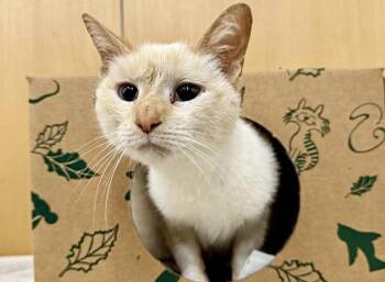 SWEETIE PIE -  Domestic Short Hair Cat for Adoption in Brentwood, Missouri - SWEETIE PIE | PetCurious