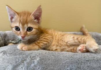 Crumbles-Not at the Shelter (Faith) Av 7/3 -  Domestic Short Hair and Tabby Cat for Adoption in Rustburg, Virginia - Crumbles-Not At The Shelter (Faith) Av 7/3 | PetCurious