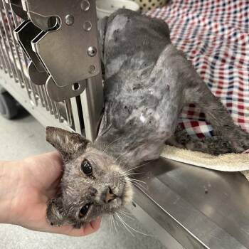 Woodie -  Domestic Short Hair Cat for Adoption in Jupiter, Florida - Woodie | PetCurious