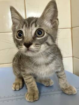 Domestic Short Hair Cats Available for Adoption in San Antonio, Texas - Lord Tubbington | PetCurious