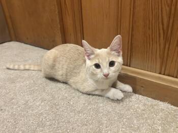 Juniper - KITTEN in foster -  Domestic Short Hair Cat for Adoption in Alexandria, Virginia - Juniper - KITTEN In Foster | PetCurious