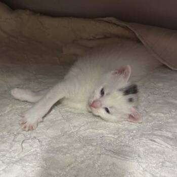 Ruby -  Domestic Short Hair Cat Available for Adoption in Charlottesville, Virginia - Ruby | PetCurious