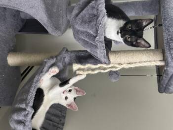 Rescue Domestic Short Hair Cats for Adoption in Cleveland, Ohio - Bandit & Scoundrel | PetCurious