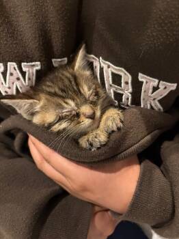 Roxie -  Domestic Short Hair Cat for Adoption in Cincinnati, Ohio - Roxie | PetCurious