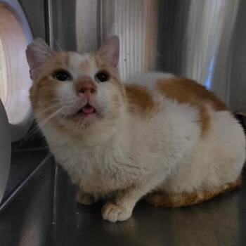 Domestic Short Hair Cats Available for Adoption in Pasadena, California - Paul | PetCurious