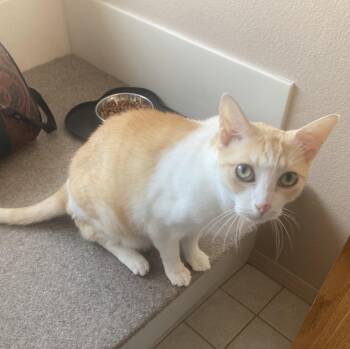Senior Declawed Companon -  Tabby Cat for Adoption in Lakewood, California - Senior Declawed Companon | PetCurious