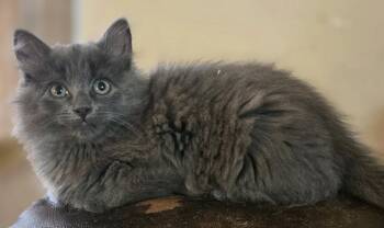 Olympia -  Domestic Long Hair and Russian Blue Cat for Adoption in Walled Lake, Michigan - Olympia | PetCurious