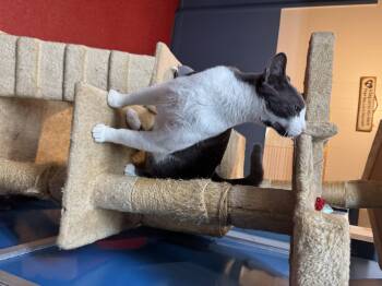 Rescue Domestic Short Hair Cats for Adoption in Hoopeston, Illinois - Yogi | PetCurious