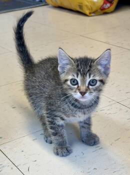 Runt -  Domestic Short Hair Cat for Adoption in Dyersburg, Tennessee - Runt | PetCurious