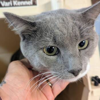 Boots -  Domestic Short Hair Cat for Adoption in Brighton, Missouri - Boots | PetCurious